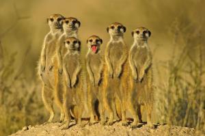 meerkat-family